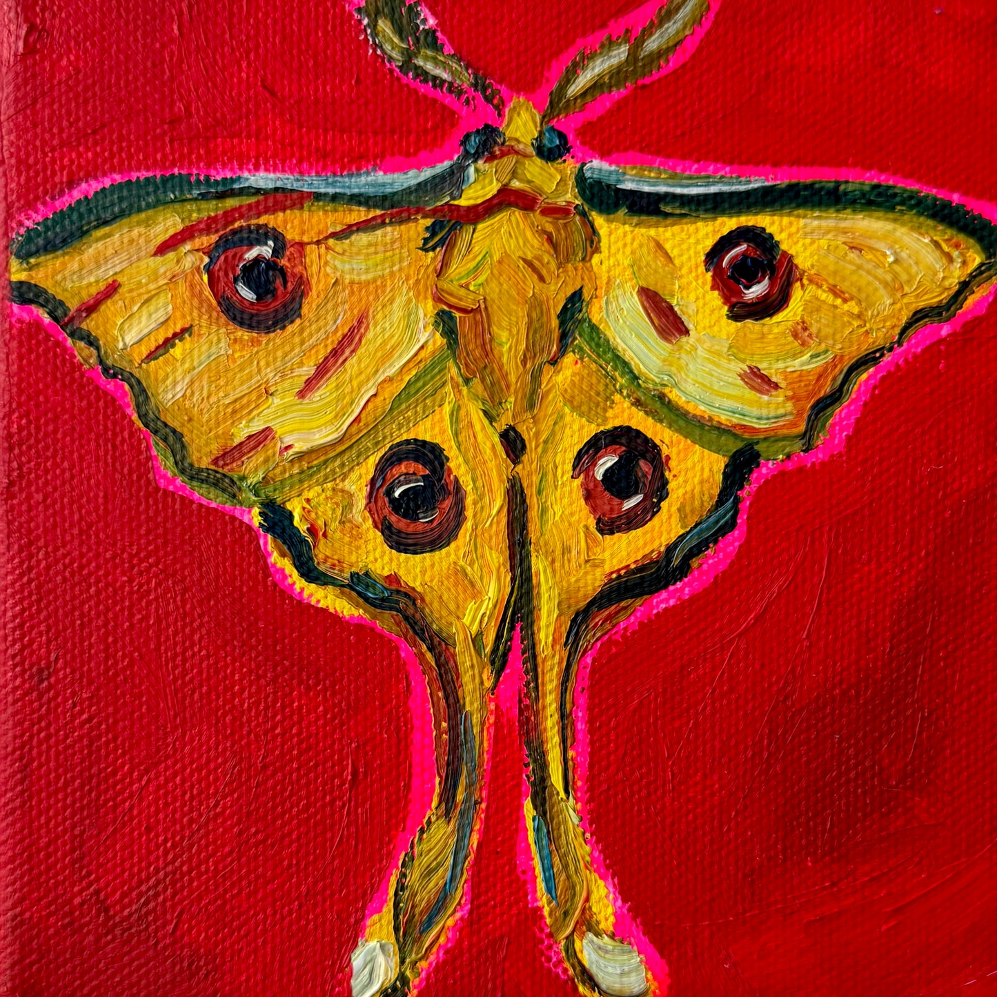 Mini Madagascan Moon Moth PRINT (LIMITED TIME)