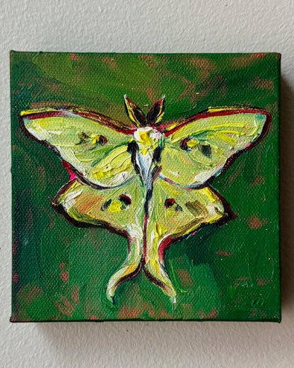Mini Luna Moth, 5x5 Inch Original
