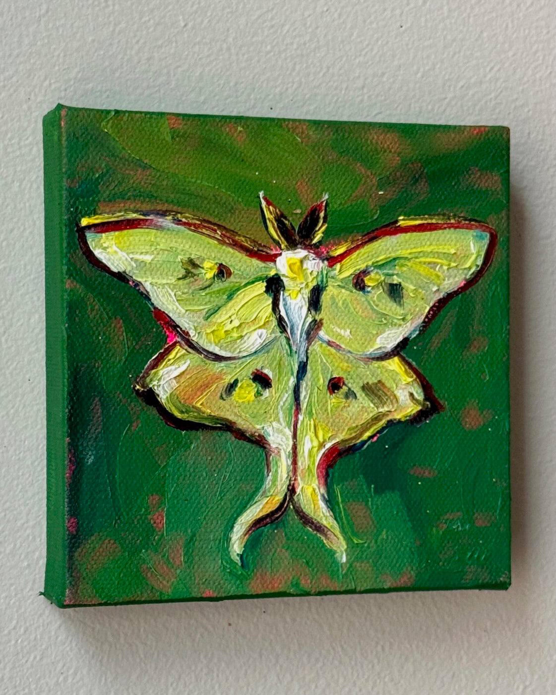 Mini Luna Moth, 5x5 Inch Original