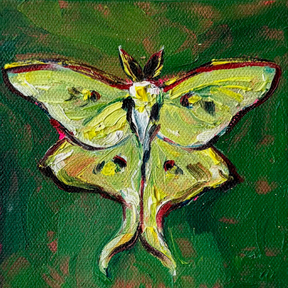 Mini Luna Moth, 5x5 Inch Original