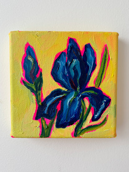 Mini Blue Iris, 5x5 Inch Original