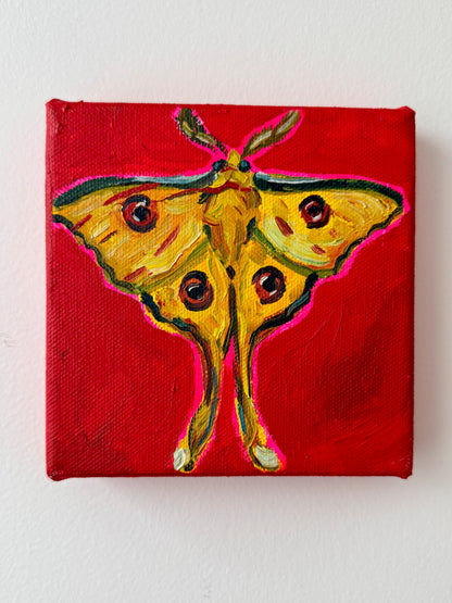 Mini Madagascan Moon Moth, 5x5 Inch Original