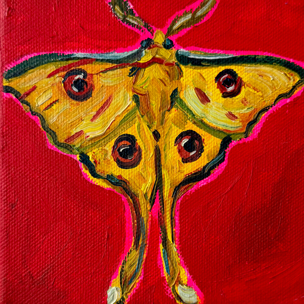 Mini Madagascan Moon Moth PRINT (LIMITED TIME)