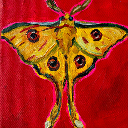Mini Madagascan Moon Moth, 5x5 Inch Original