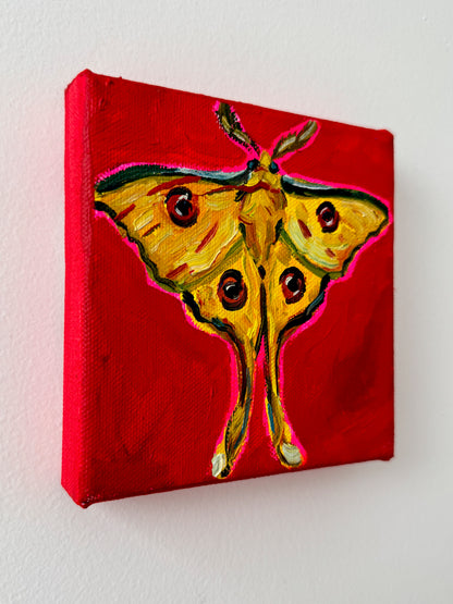 Mini Madagascan Moon Moth, 5x5 Inch Original