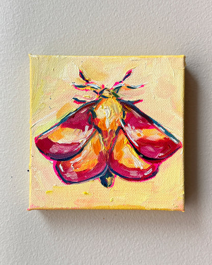 Mini Rosy Maple Moth, 5x5 Inch Original