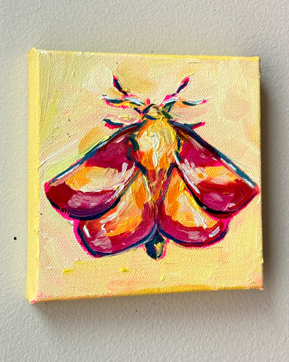 Mini Rosy Maple Moth, 5x5 Inch Original