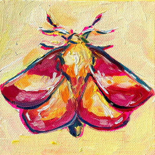 Mini Rosy Maple Moth, 5x5 Inch Original